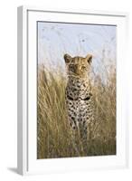 African Leopard (Panthera pardus pardus) adult female, stalking in long grass, Masai Mara, Kenya-Elliott Neep-Framed Photographic Print