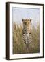 African Leopard (Panthera pardus pardus) adult female, stalking in long grass, Masai Mara, Kenya-Elliott Neep-Framed Photographic Print