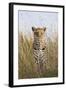 African Leopard (Panthera pardus pardus) adult female, stalking in long grass, Masai Mara, Kenya-Elliott Neep-Framed Photographic Print