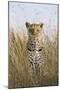 African Leopard (Panthera pardus pardus) adult female, stalking in long grass, Masai Mara, Kenya-Elliott Neep-Mounted Photographic Print