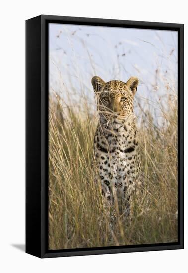 African Leopard (Panthera pardus pardus) adult female, stalking in long grass, Masai Mara, Kenya-Elliott Neep-Framed Stretched Canvas