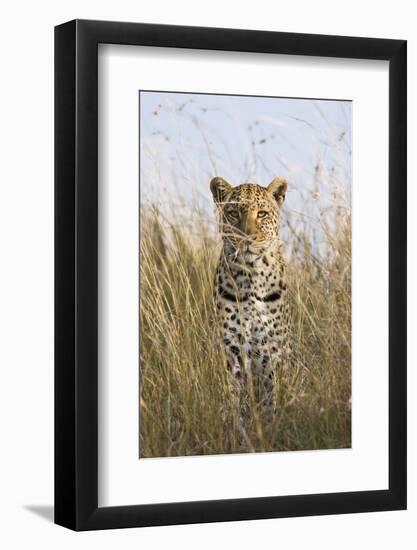 African Leopard (Panthera pardus pardus) adult female, stalking in long grass, Masai Mara, Kenya-Elliott Neep-Framed Photographic Print