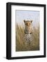 African Leopard (Panthera pardus pardus) adult female, stalking in long grass, Masai Mara, Kenya-Elliott Neep-Framed Photographic Print