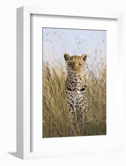 African Leopard (Panthera pardus pardus) adult female, stalking in long grass, Masai Mara, Kenya-Elliott Neep-Framed Photographic Print