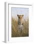 African Leopard (Panthera pardus pardus) adult female, stalking in long grass, Masai Mara, Kenya-Elliott Neep-Framed Photographic Print