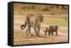 African Leopard (Panthera pardus pardus) adult female with two cubs, walking, Masai Mara, Kenya-Paul Sawer-Framed Stretched Canvas