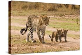 African Leopard (Panthera pardus pardus) adult female with two cubs, walking, Masai Mara, Kenya-Paul Sawer-Stretched Canvas