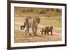 African Leopard (Panthera pardus pardus) adult female with two cubs, walking, Masai Mara, Kenya-Paul Sawer-Framed Photographic Print