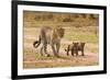 African Leopard (Panthera pardus pardus) adult female with two cubs, walking, Masai Mara, Kenya-Paul Sawer-Framed Photographic Print