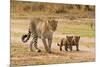 African Leopard (Panthera pardus pardus) adult female with two cubs, walking, Masai Mara, Kenya-Paul Sawer-Mounted Photographic Print