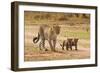 African Leopard (Panthera pardus pardus) adult female with two cubs, walking, Masai Mara, Kenya-Paul Sawer-Framed Photographic Print