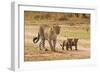 African Leopard (Panthera pardus pardus) adult female with two cubs, walking, Masai Mara, Kenya-Paul Sawer-Framed Photographic Print