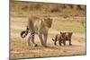 African Leopard (Panthera pardus pardus) adult female with two cubs, walking, Masai Mara, Kenya-Paul Sawer-Mounted Photographic Print