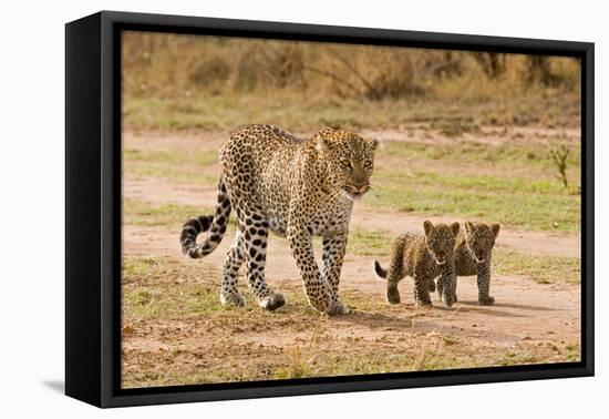 African Leopard (Panthera pardus pardus) adult female with two cubs, walking, Masai Mara, Kenya-Paul Sawer-Framed Stretched Canvas