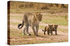 African Leopard (Panthera pardus pardus) adult female with two cubs, walking, Masai Mara, Kenya-Paul Sawer-Stretched Canvas