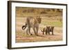 African Leopard (Panthera pardus pardus) adult female with two cubs, walking, Masai Mara, Kenya-Paul Sawer-Framed Photographic Print