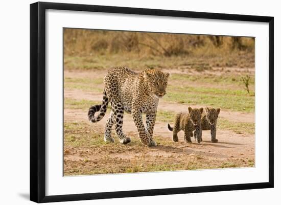 African Leopard (Panthera pardus pardus) adult female with two cubs, walking, Masai Mara, Kenya-Paul Sawer-Framed Photographic Print