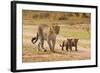 African Leopard (Panthera pardus pardus) adult female with two cubs, walking, Masai Mara, Kenya-Paul Sawer-Framed Photographic Print