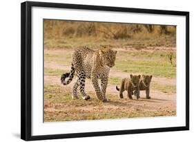 African Leopard (Panthera pardus pardus) adult female with two cubs, walking, Masai Mara, Kenya-Paul Sawer-Framed Photographic Print