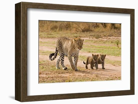 African Leopard (Panthera pardus pardus) adult female with two cubs, walking, Masai Mara, Kenya-Paul Sawer-Framed Photographic Print