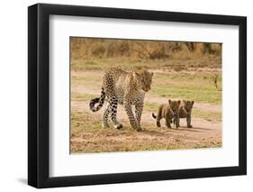 African Leopard (Panthera pardus pardus) adult female with two cubs, walking, Masai Mara, Kenya-Paul Sawer-Framed Photographic Print