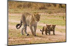 African Leopard (Panthera pardus pardus) adult female with two cubs, walking, Masai Mara, Kenya-Paul Sawer-Mounted Photographic Print