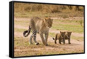 African Leopard (Panthera pardus pardus) adult female with two cubs, walking, Masai Mara, Kenya-Paul Sawer-Framed Stretched Canvas
