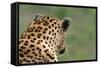 African Leopard (Panthera pardus pardus) adult male, looking away, Sabi Sands Game Reserve-Philip Perry-Framed Stretched Canvas