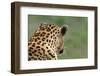 African Leopard (Panthera pardus pardus) adult male, looking away, Sabi Sands Game Reserve-Philip Perry-Framed Photographic Print