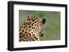 African Leopard (Panthera pardus pardus) adult male, looking away, Sabi Sands Game Reserve-Philip Perry-Framed Photographic Print
