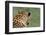 African Leopard (Panthera pardus pardus) adult male, looking away, Sabi Sands Game Reserve-Philip Perry-Framed Photographic Print