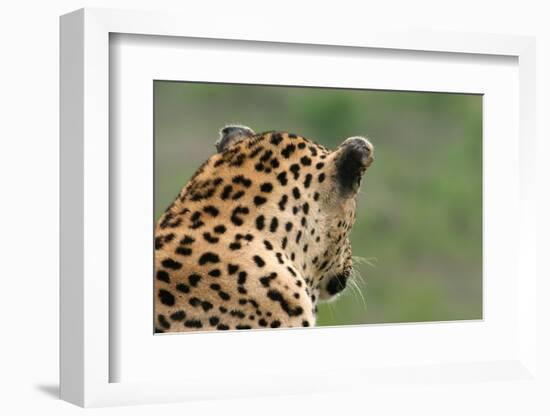 African Leopard (Panthera pardus pardus) adult male, looking away, Sabi Sands Game Reserve-Philip Perry-Framed Photographic Print