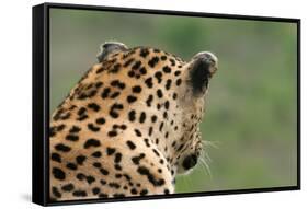 African Leopard (Panthera pardus pardus) adult male, looking away, Sabi Sands Game Reserve-Philip Perry-Framed Stretched Canvas