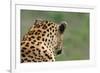 African Leopard (Panthera pardus pardus) adult male, looking away, Sabi Sands Game Reserve-Philip Perry-Framed Photographic Print