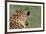 African Leopard (Panthera pardus pardus) adult male, looking away, Sabi Sands Game Reserve-Philip Perry-Framed Photographic Print