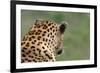 African Leopard (Panthera pardus pardus) adult male, looking away, Sabi Sands Game Reserve-Philip Perry-Framed Photographic Print