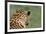 African Leopard (Panthera pardus pardus) adult male, looking away, Sabi Sands Game Reserve-Philip Perry-Framed Photographic Print