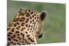 African Leopard (Panthera pardus pardus) adult male, looking away, Sabi Sands Game Reserve-Philip Perry-Mounted Photographic Print