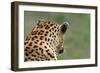 African Leopard (Panthera pardus pardus) adult male, looking away, Sabi Sands Game Reserve-Philip Perry-Framed Photographic Print