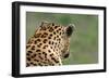 African Leopard (Panthera pardus pardus) adult male, looking away, Sabi Sands Game Reserve-Philip Perry-Framed Photographic Print