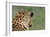 African Leopard (Panthera pardus pardus) adult male, looking away, Sabi Sands Game Reserve-Philip Perry-Framed Photographic Print