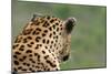 African Leopard (Panthera pardus pardus) adult male, looking away, Sabi Sands Game Reserve-Philip Perry-Mounted Photographic Print