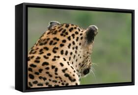 African Leopard (Panthera pardus pardus) adult male, looking away, Sabi Sands Game Reserve-Philip Perry-Framed Stretched Canvas