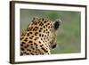 African Leopard (Panthera pardus pardus) adult male, looking away, Sabi Sands Game Reserve-Philip Perry-Framed Photographic Print