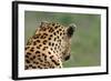 African Leopard (Panthera pardus pardus) adult male, looking away, Sabi Sands Game Reserve-Philip Perry-Framed Photographic Print