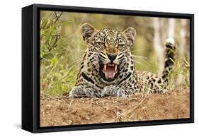 African Leopard (Panthera pardus pardus) adult male, snarling, Timbavati Game Reserve-Ignacio Yufera-Framed Stretched Canvas