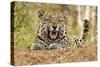 African Leopard (Panthera pardus pardus) adult male, snarling, Timbavati Game Reserve-Ignacio Yufera-Stretched Canvas