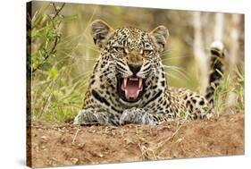 African Leopard (Panthera pardus pardus) adult male, snarling, Timbavati Game Reserve-Ignacio Yufera-Stretched Canvas