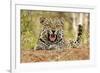 African Leopard (Panthera pardus pardus) adult male, snarling, Timbavati Game Reserve-Ignacio Yufera-Framed Photographic Print