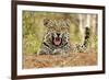 African Leopard (Panthera pardus pardus) adult male, snarling, Timbavati Game Reserve-Ignacio Yufera-Framed Photographic Print